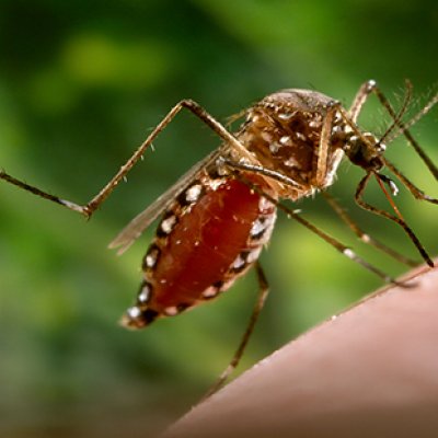 Mosquito Aedes aegypti